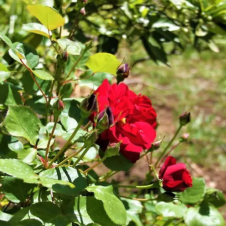 Hébergement de vacances Karla's Debeljak