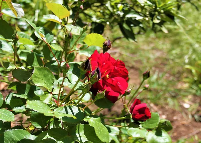 Prázdninový dům Karla's Debeljak